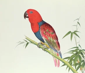 Eclectus papegoja, på ett bambuskott, Ch